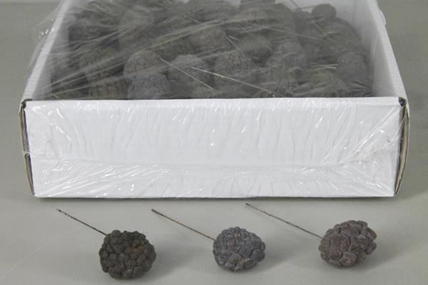 Atta fruit on 10cm wire box175 - Atta fruit on 10cm wire box175