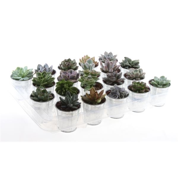 Succulenten mix xl in zinkpot su5004