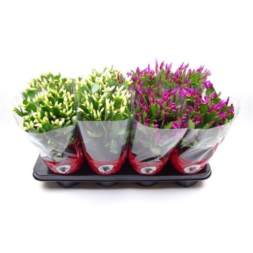Rhipsalidopsis mix