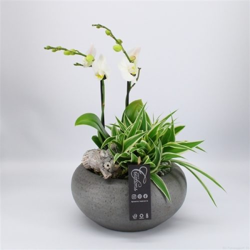 Phal-2024w phalaenopsis creatie	-	2	-	Adet
