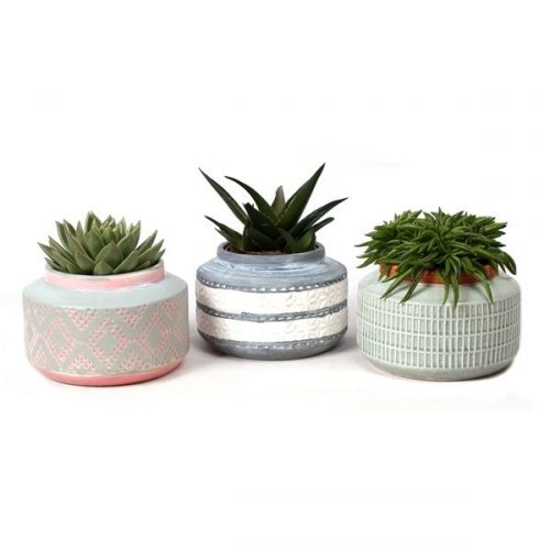 Succulenten mix sp81