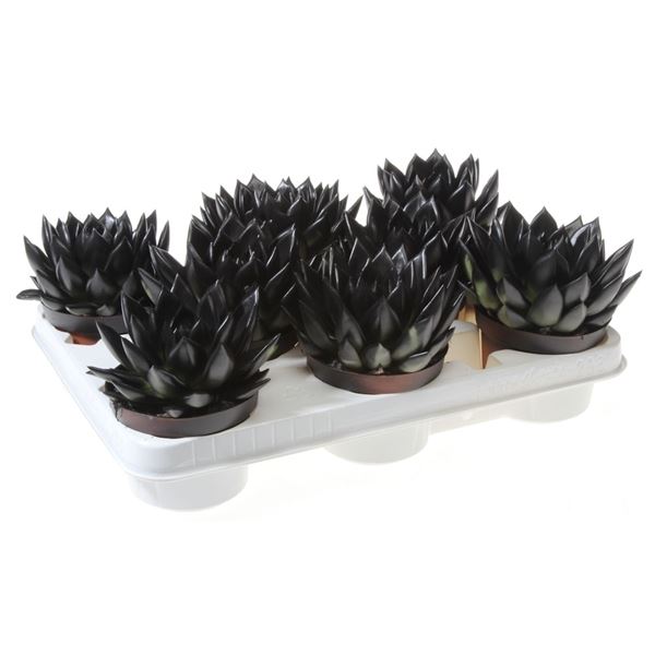 Echeveria miranda rainbow deep black