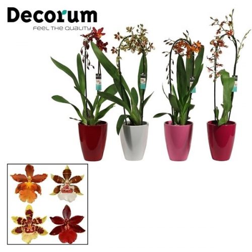 Cambria mix cascade cc1tmdpc