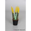 Sansevieria cylindrica spaghetti ve 2 Sansevieria cylindrica spaghetti ve 1