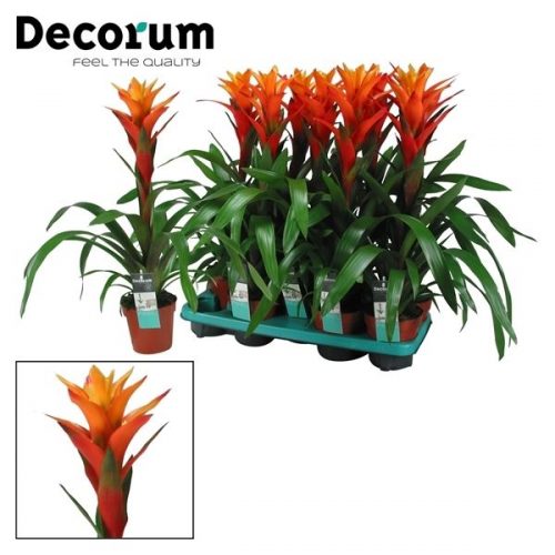 Guzmania variada oranje		-	9	-	Adet