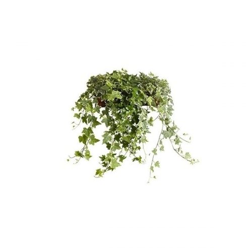 Hedera helix mix