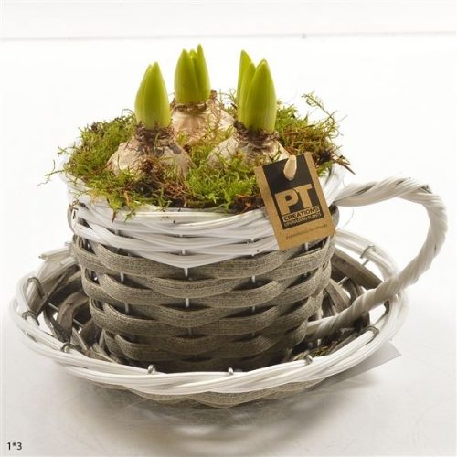 Pthcb 4746	-	5	-	Adet