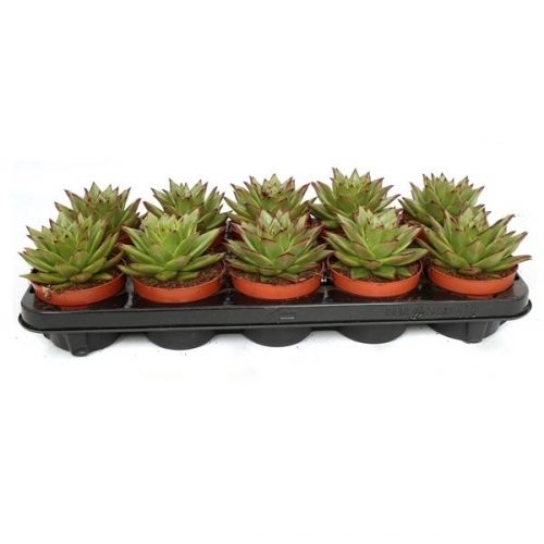 Echeveria ebony ebony510