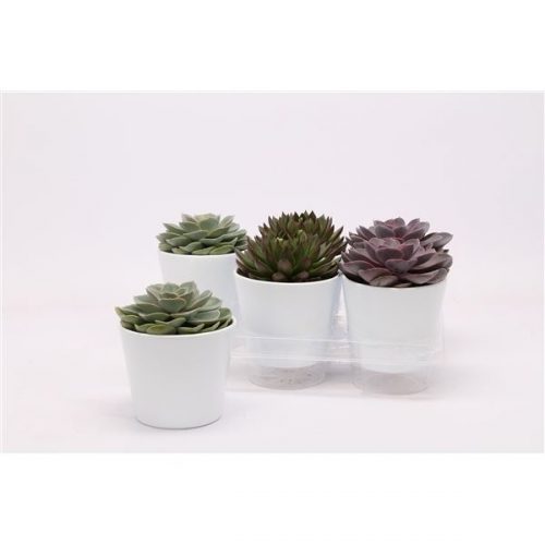 Echeveria mix 9010000