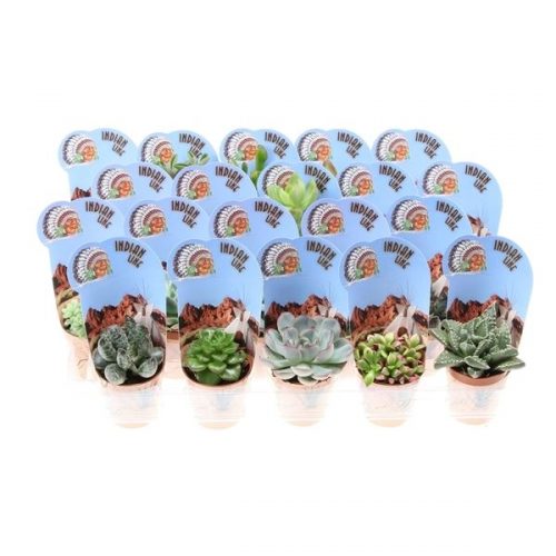 Succulenten mix in potcover pv5026