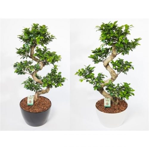 Ficus microcarpa ginseng s-type