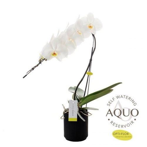 Phalaenopsis formidablo