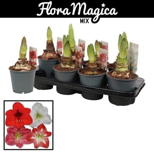 Hippeastrum mix jumbo