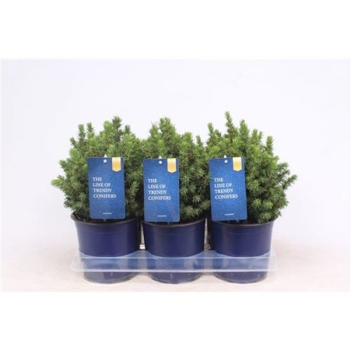Picea glauca alberta globe