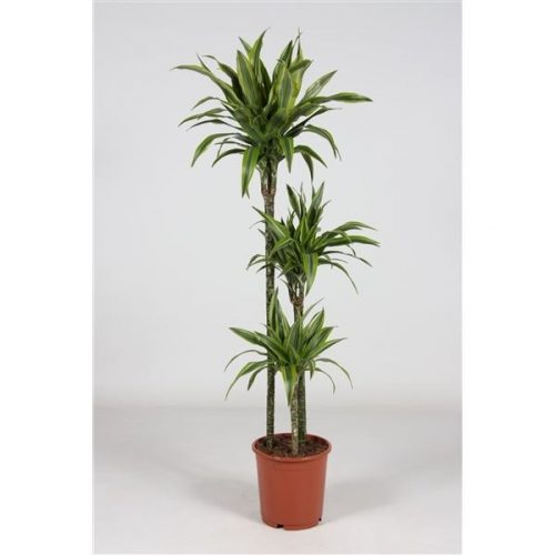 Dracaena fragr. der. lemon lime 90-60-30
