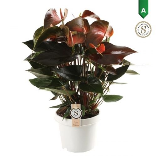 Anthurium andr. rainbow champion