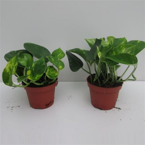 Epipremnum aureum