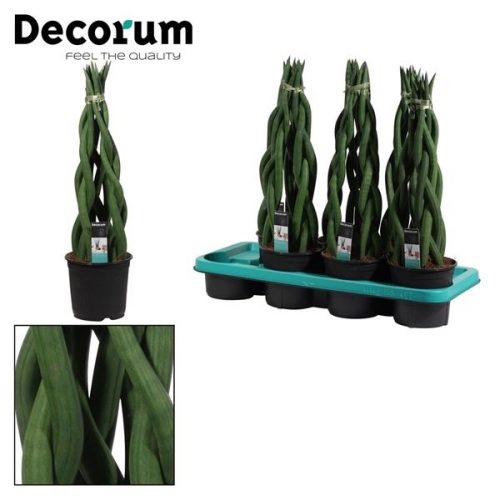 Sansevieria cylindrica tower		-	7	-	Adet