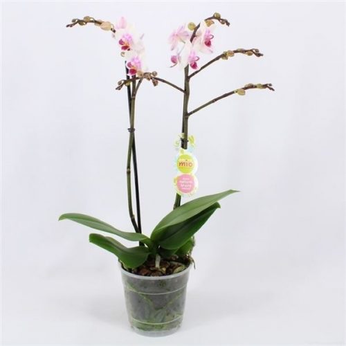 Phalaenopsis multiflora pico sweetheart