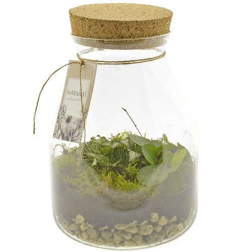 Arrangementen kamerplanten h%	-	3	-	Adet
