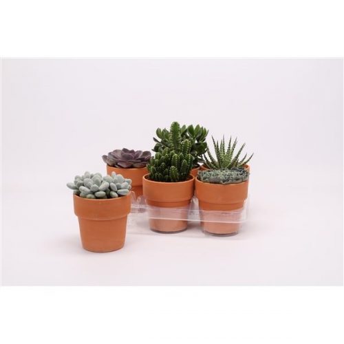 Succulenten mix 1008000