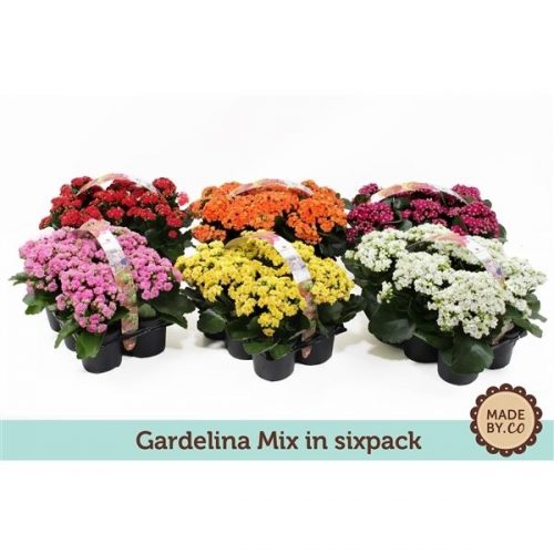 Rhododendron simsii mix hellmut vogel pc15-111