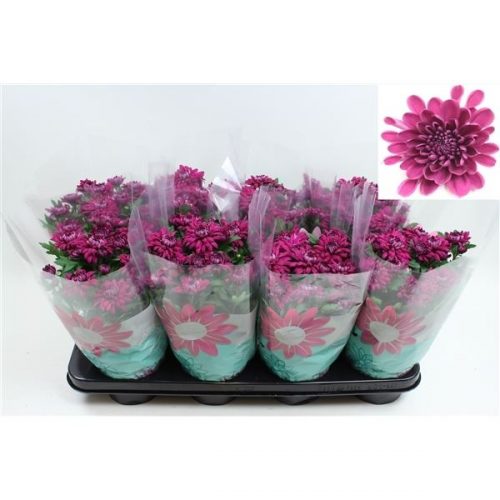 Chrysanthemum ind. chrystal purple