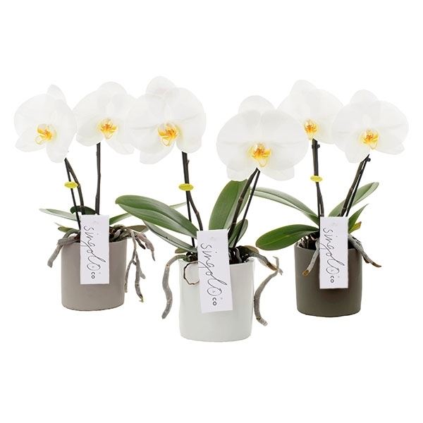 Phalaenopsis singolo & co si2t 1 Phalaenopsis singolo & co si2t