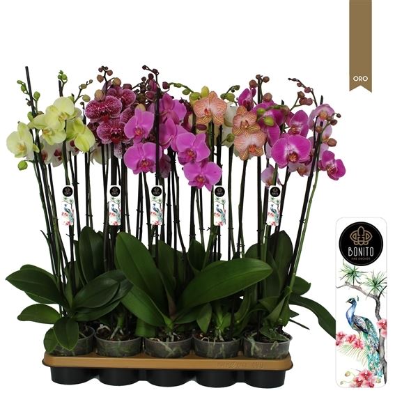 Phalaenopsis mix