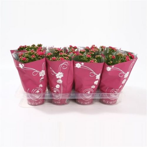 Kalanchoe calandiva paars premium