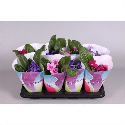 Streptocarpus mix