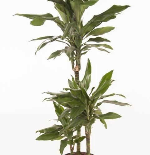 Dracaena fragr. janet lind