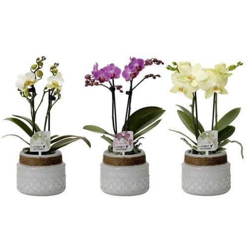 Phalaenopsis multiflora kolibri mix 12990wh