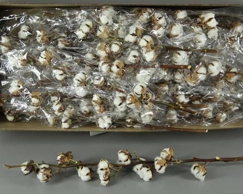 Katoen Gossypium Wit 11 Bol - Gossypium (katoen) wit