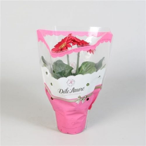 Gerbera colourgame roze