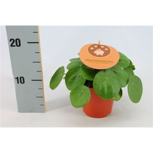 Pilea peperomioides