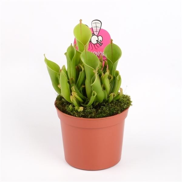 Heliamphora heterodoxa x minor 1 Heliamphora heterodoxa x minor