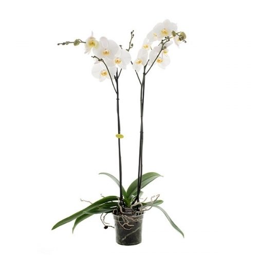 Phalaenopsis wit