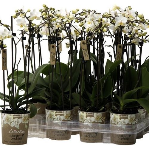 Phalaenopsis multiflora kolibri wit