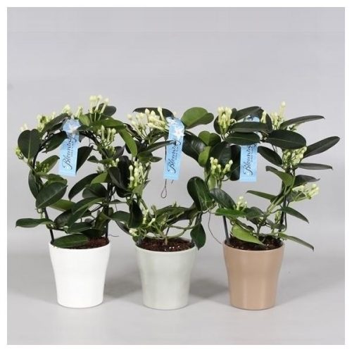 Stephanotis floribunda mix