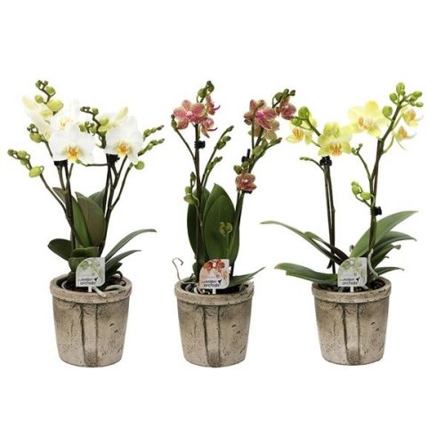 Phalaenopsis multiflora kolibri mix