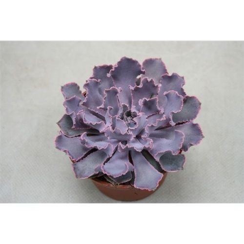 Echeveria pink