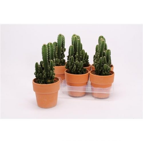 Cereus peruvianus paolina