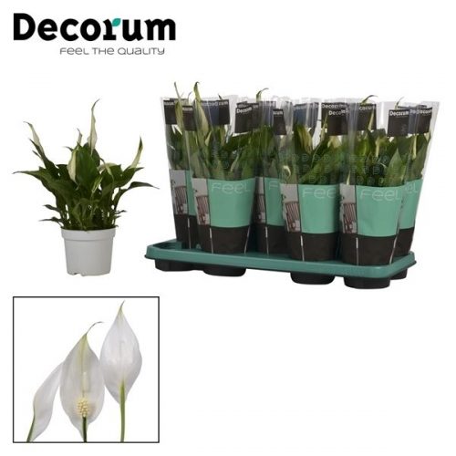 Spathiphyllum bellini		-	9	-	Adet