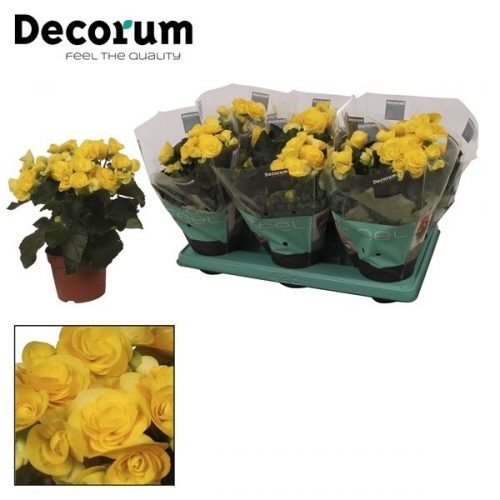 Begonia elatior du. rebecca geel		-	6	-	Adet