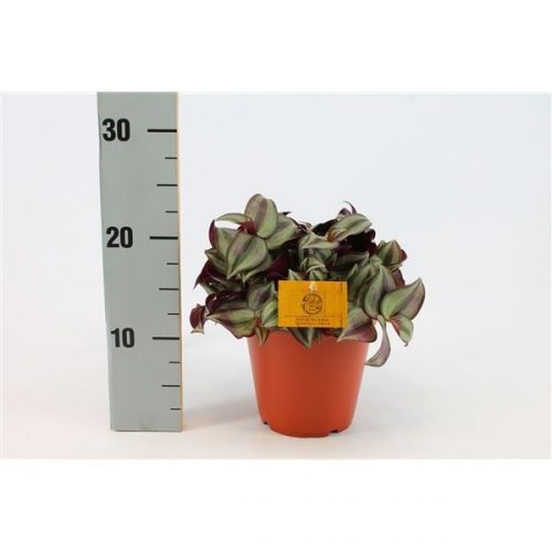 Tradescantia zebrina purpusii silver sicilian