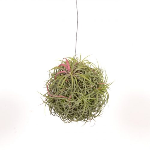 Tillandsia magic ball