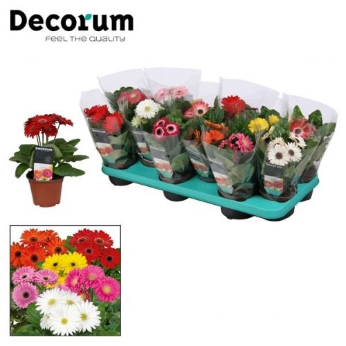 Gerbera mix