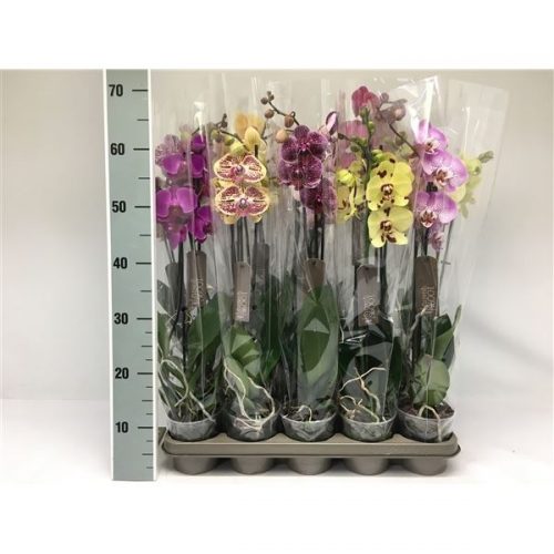 Phalaenopsis mix