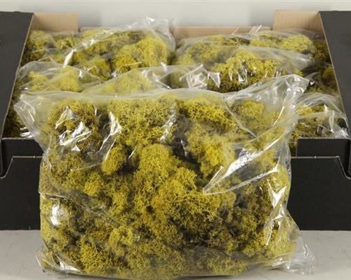 Moss icelandic 500gr yellow - Moss icelandic 500gr yellow